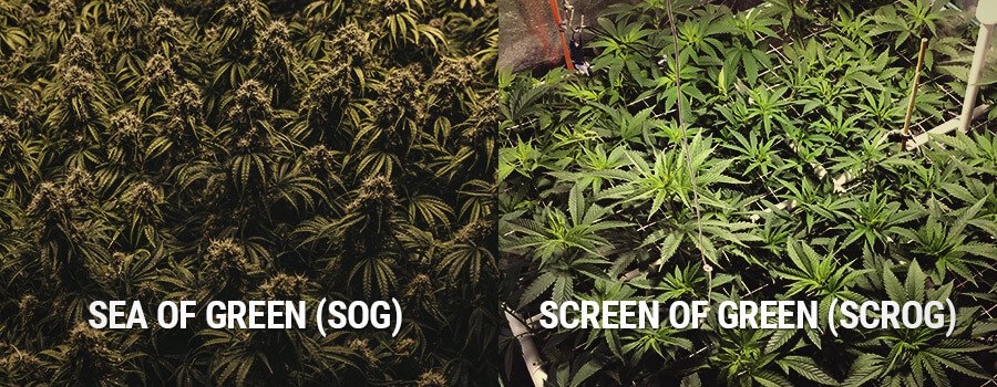 0_Inner-SOG-and-SCROG.jpg