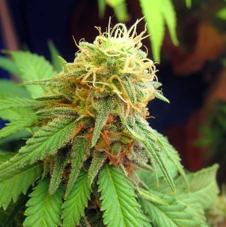 0_not-ready-harvest-white-pistils-sm.jpg