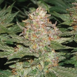 0_strawberry-cough-bulk-seeds.jpg