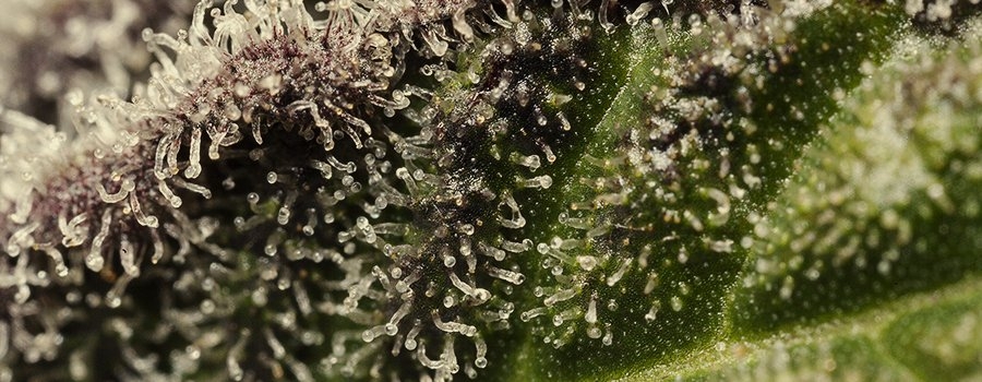 0_trichomes.jpg