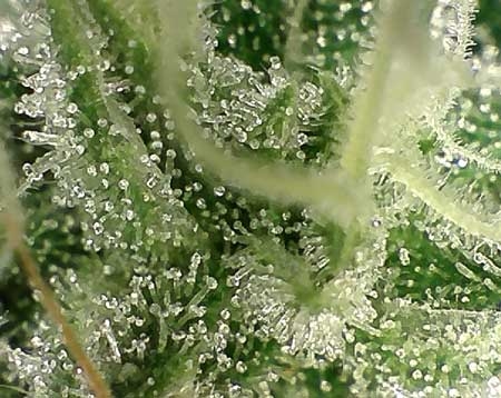 0_trichomes-not-ready-still-clear2-sm.jpg