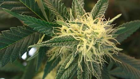 0_white-pistils-6-weeks-bud-sm.jpg