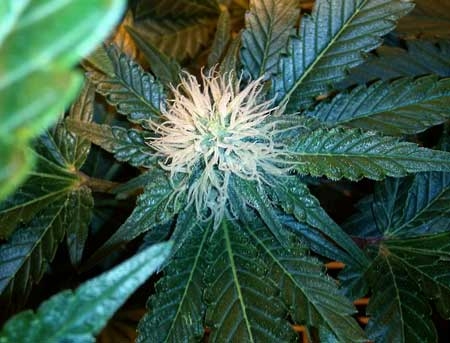 0_young-white-pistils-cannabis-flowering-sm.jpg