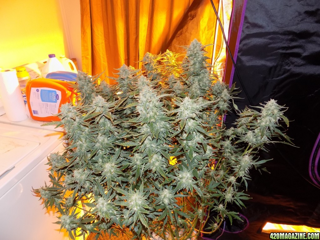 1/16/17 GSC FLUSH day1