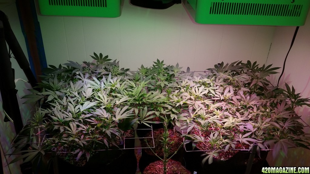 1/18-1/31 Mob Boss Blue Dream First Three Weeks 12/12