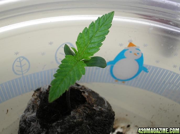 1-19-11_Sprout_3