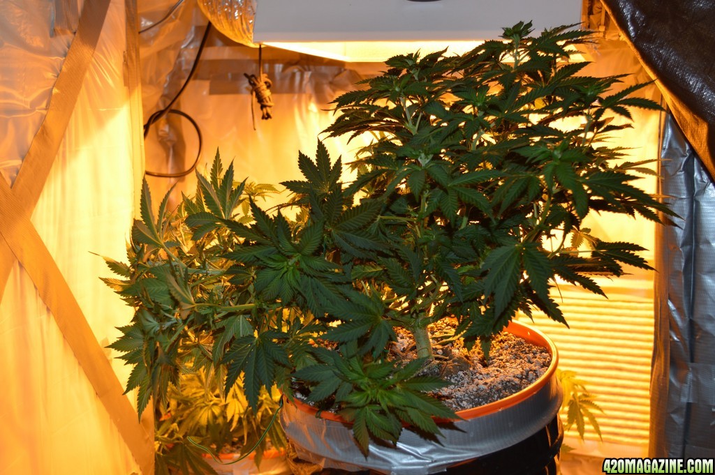 1/2 plant LST'd, side profile.