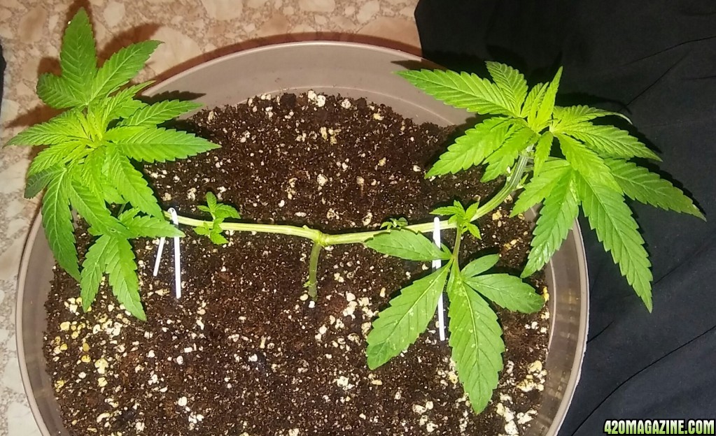 1/2 triploid 1/2 diploid..self topped (from seedling)..now main lined my wa