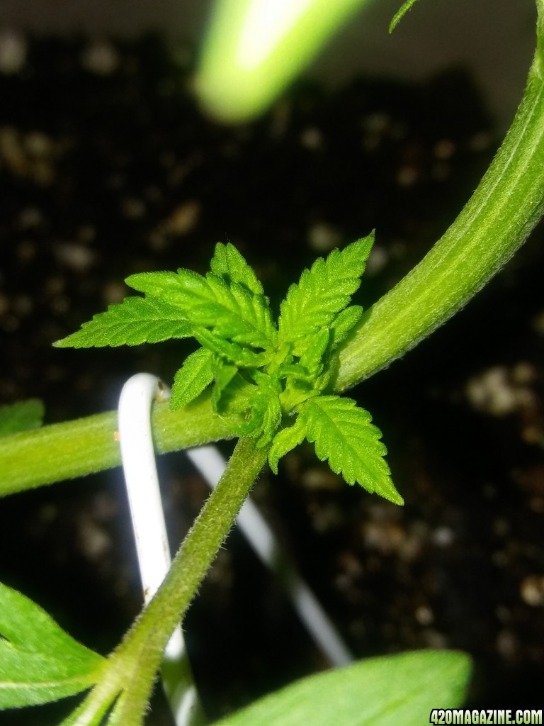 1/2 triploid 1/2 diploid..self topped (from seedling)..now main lined my wa