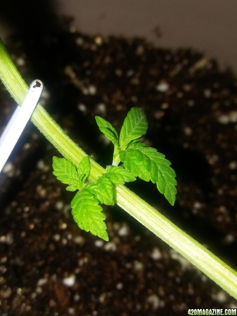 1/2 triploid 1/2 diploid..self topped (from seedling)..now main lined my wa