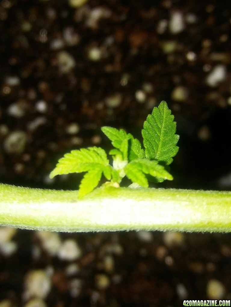 1/2 triploid 1/2 diploid..self topped (from seedling)..now main lined my wa