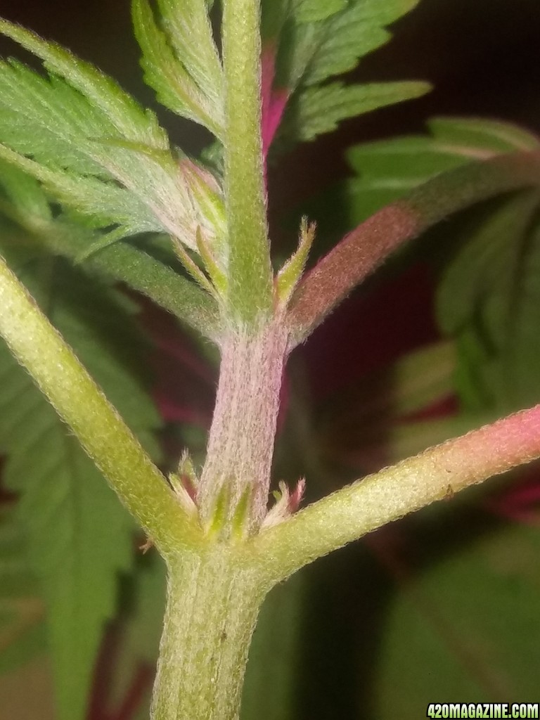 1/2 triploid 1/2 diploid..self topped (from seedling)..now main lined my wa