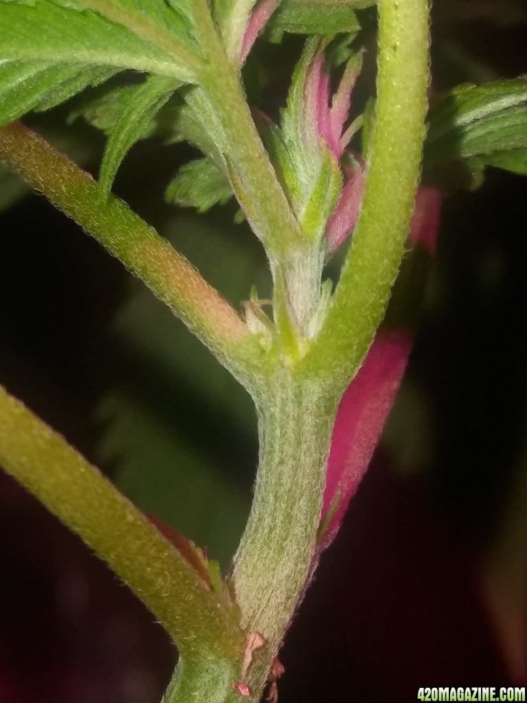 1/2 triploid 1/2 diploid..self topped (from seedling)..now main lined my wa