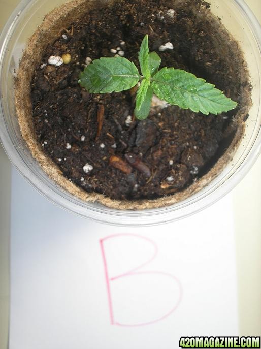 1-20-11_Plant_B