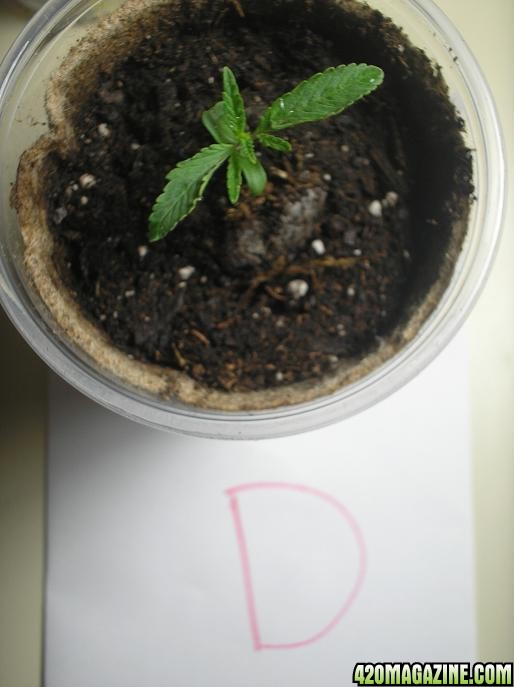 1-20-11_Plant_D