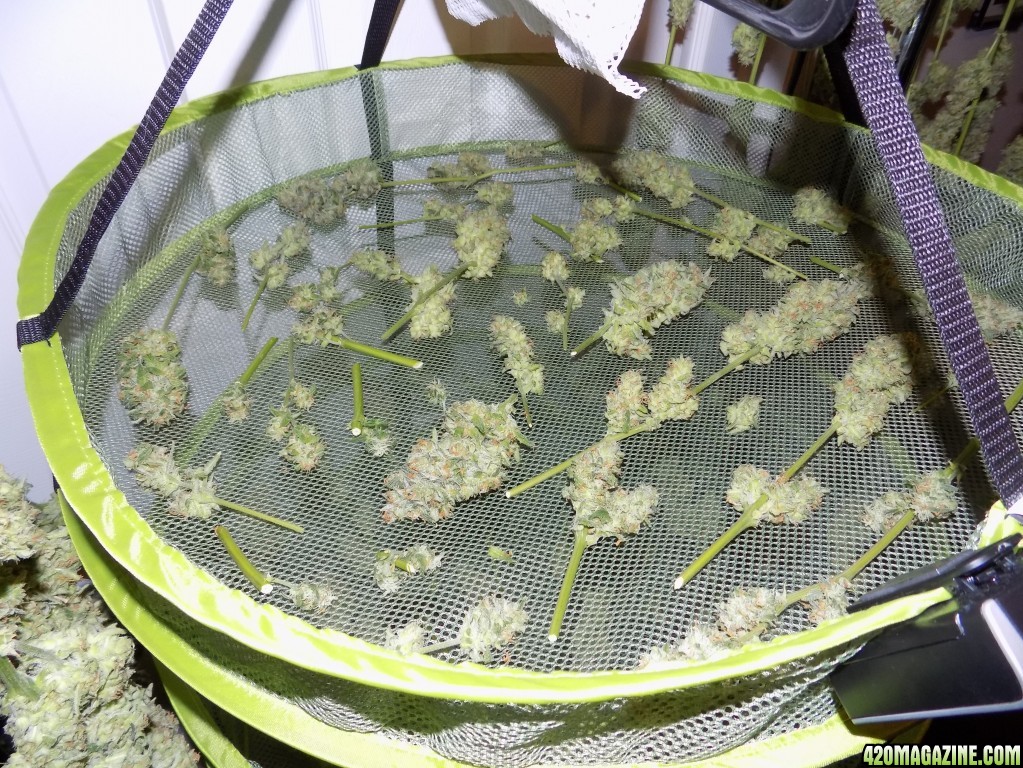 1/20/17 GSC HARVEST