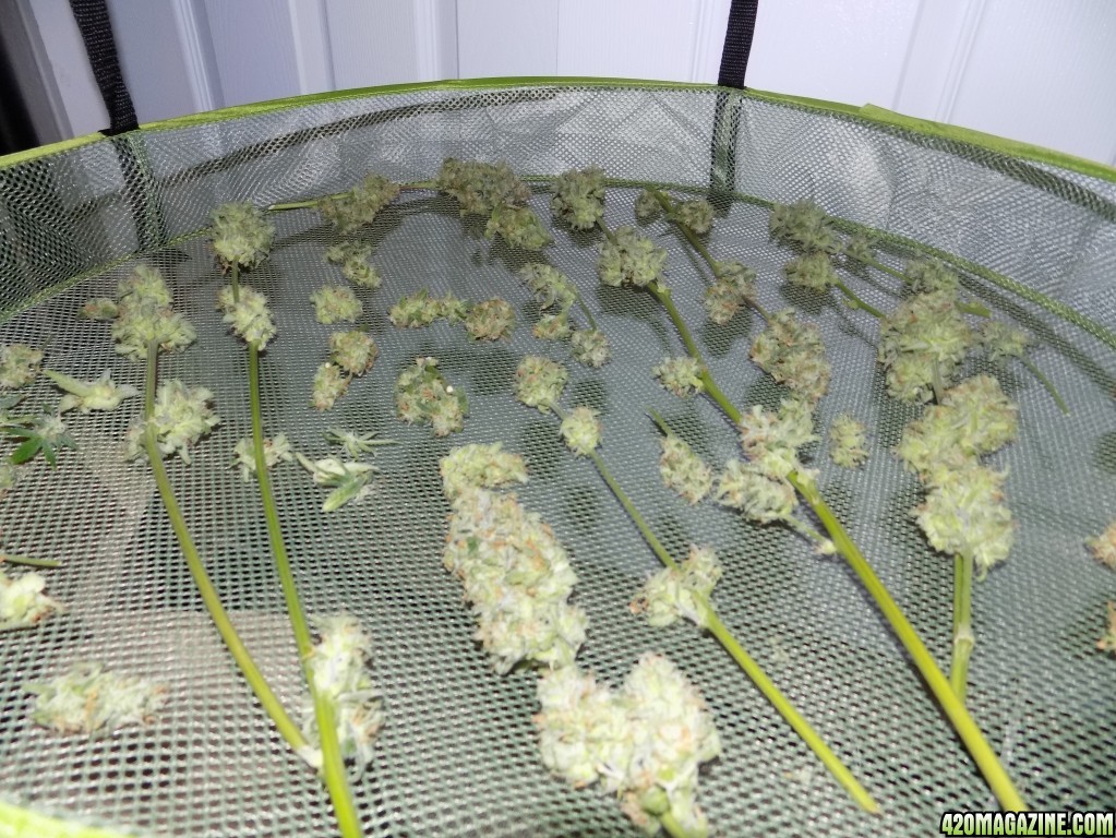 1/20/17 GSC HARVEST