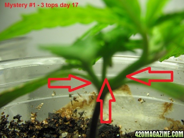 1-22-2016 Perpetual Grow