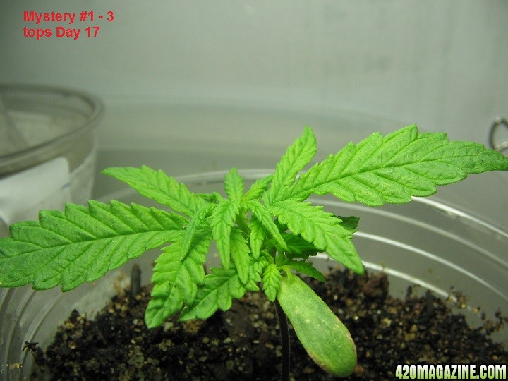 1-22-2016 Perpetual Grow