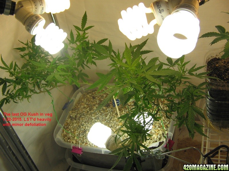 1-22-2016 Perpetual Grow