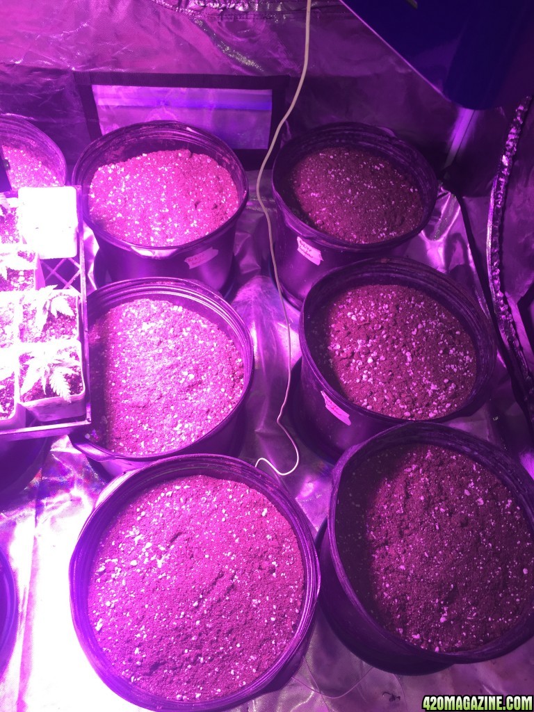 1/30/2018 soil in pots