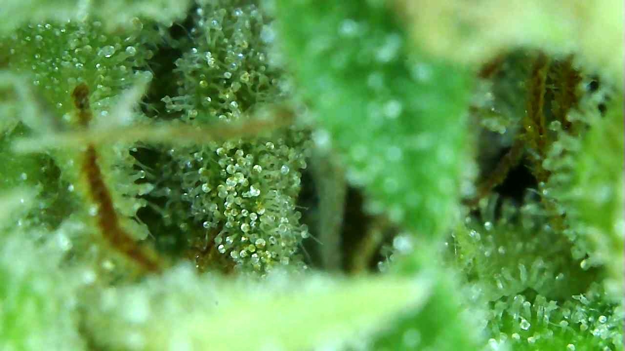 1-4-20 Trichomes (short-1).JPG