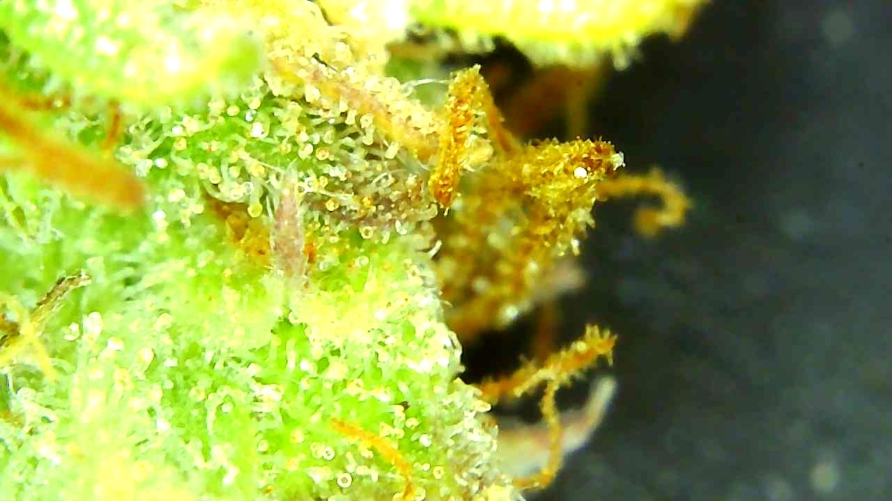 1-4-20 Trichomes (short-2).JPG