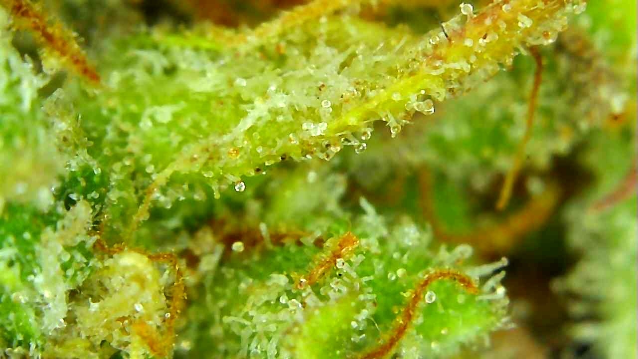 1-4-20 Trichomes (short-3).JPG