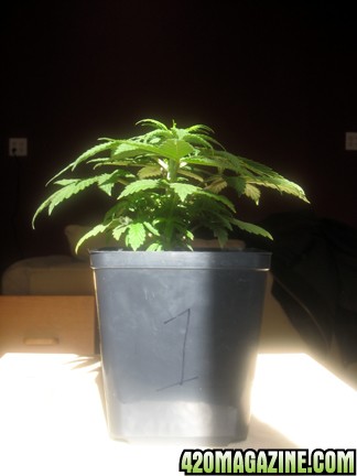 #1 after 12 days flower