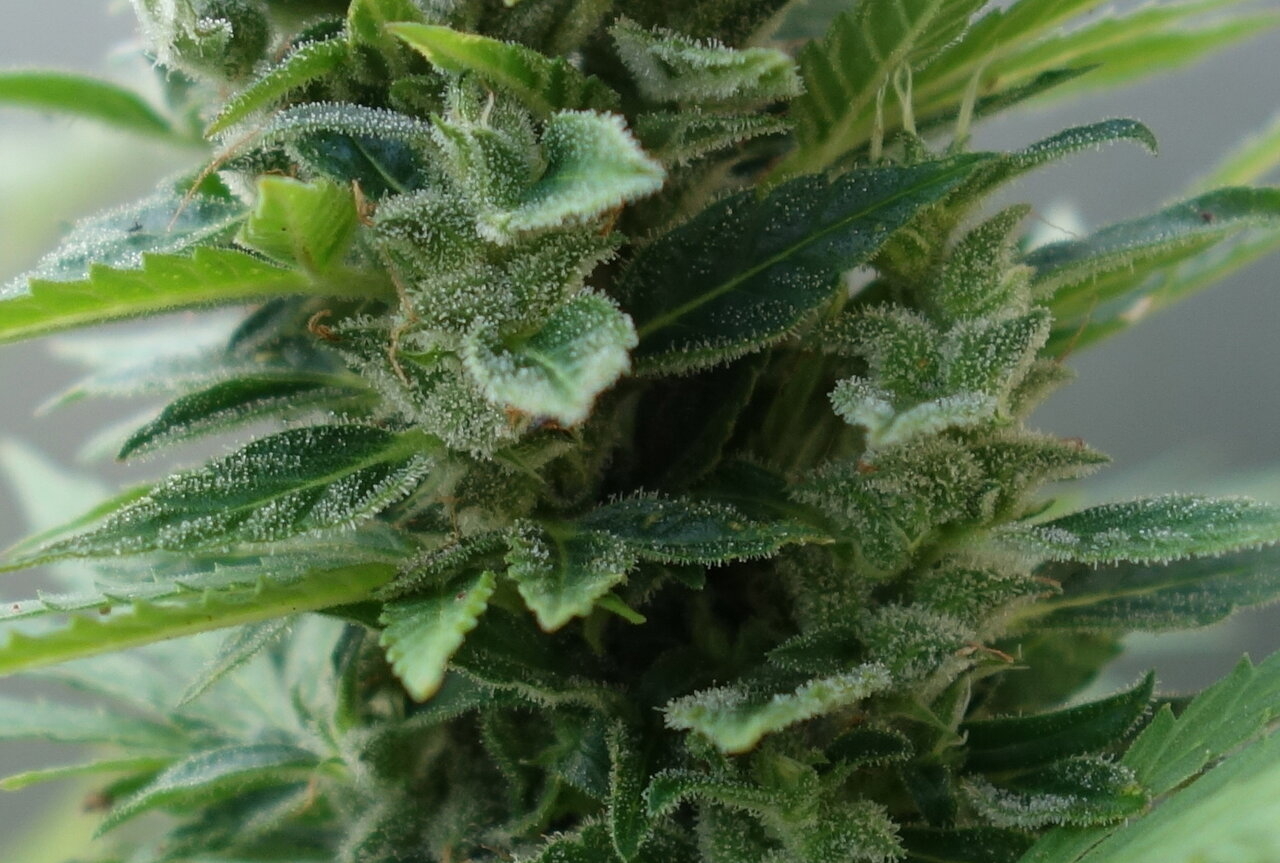 1-GGa  -  Gorilla Glue Auto  - cola closeup - Day 91