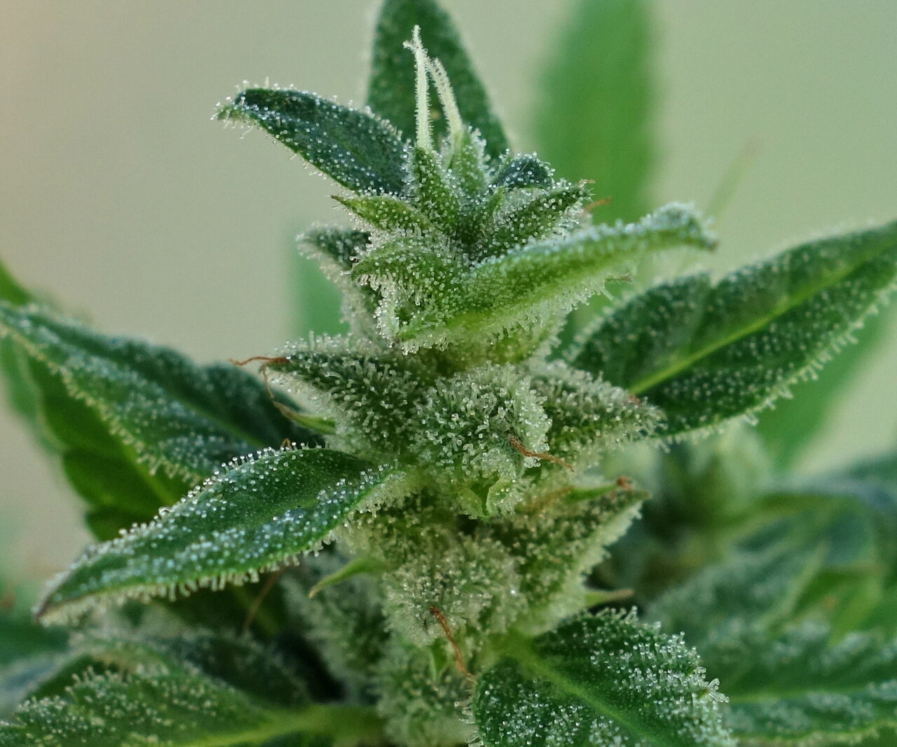 1-GGa  -  Gorilla Glue Auto  - pistil closeup - Day 91