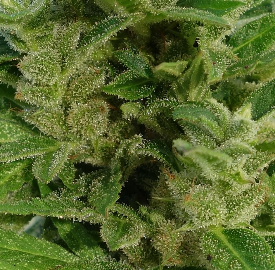 1-GGa  -  Gorilla Glue Auto trichome closeup -  Day 92