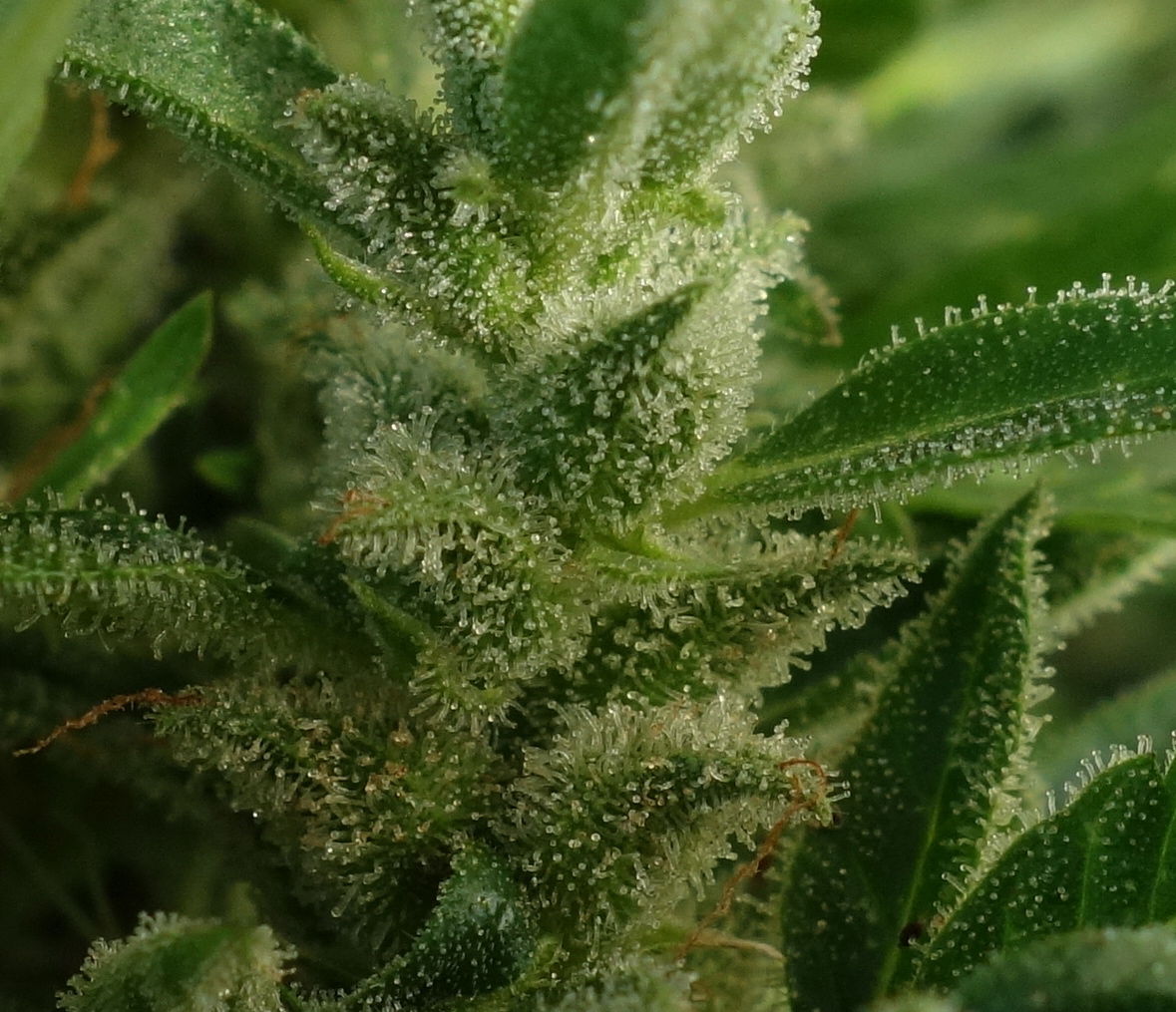 1-GGa  -  Gorilla Glue Auto trichome closeup -  Day 92