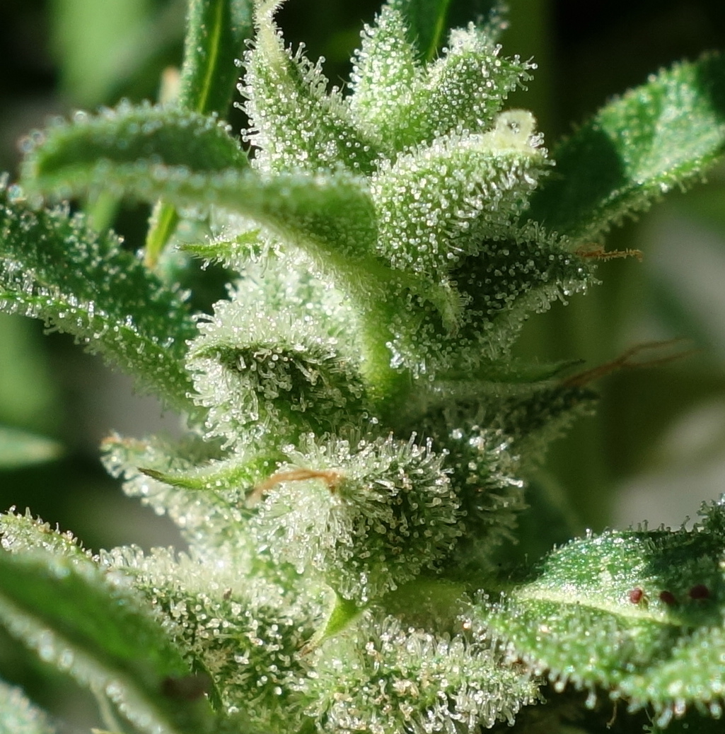 1-GGa  -  Gorilla Glue Auto trichome closeup -  Day 92