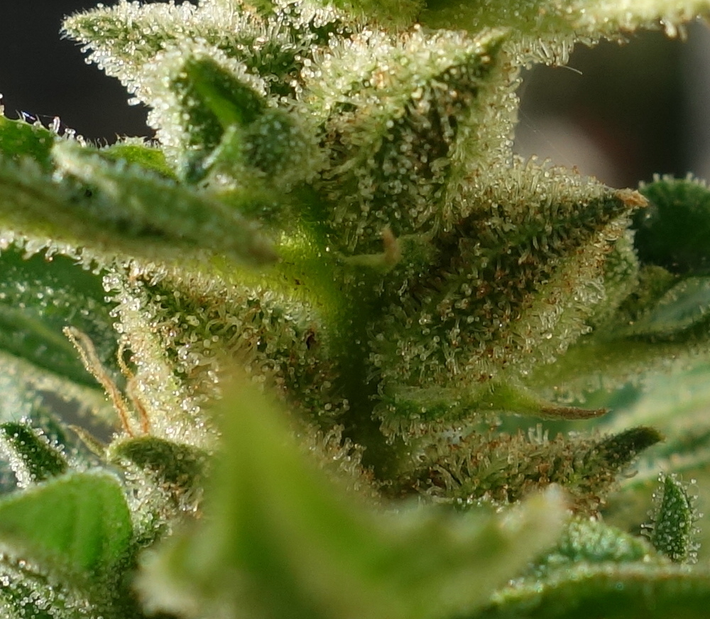 1-GGa  -  Gorilla Glue Auto trichome closeup -  day 95