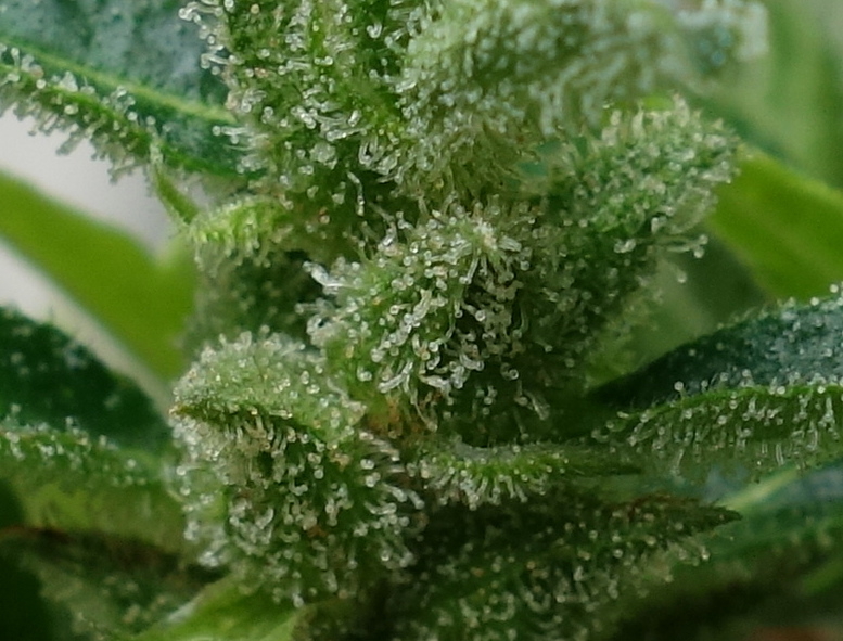 1-GGa  Gorilla Glue Auto trichome closeup prior to chop