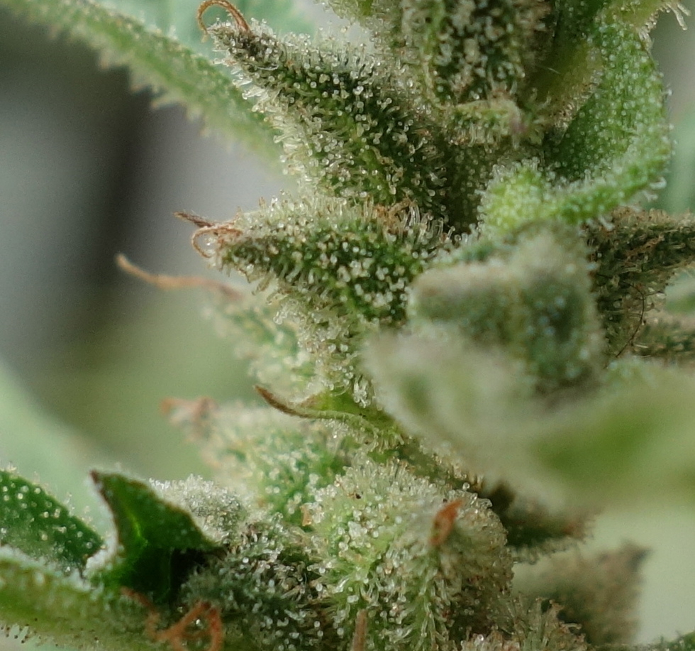 1-GGa  Gorilla Glue Auto trichome closeup prior to chop