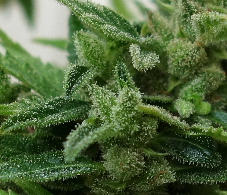 1-GGa  Gorilla Glue Auto trichome closeup prior to chop