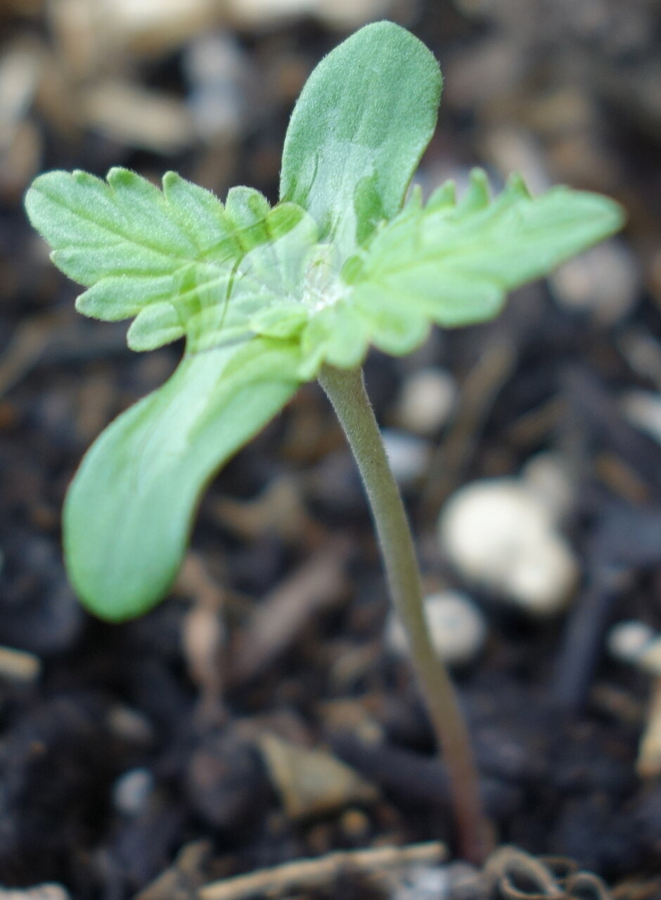 1-GGa Gorrila Glue Auto