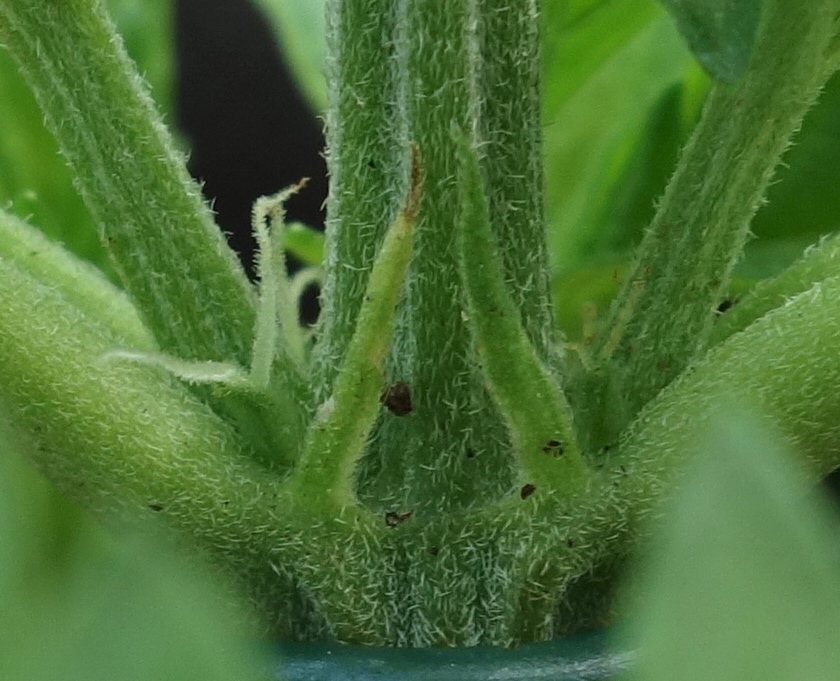 1-GGa - preflowers on 5th and 6th nodes developing pistils