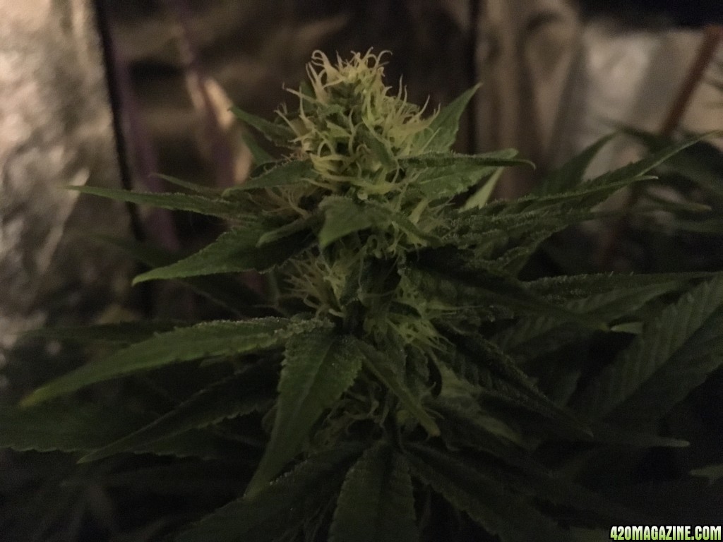 1 month into Flower Power