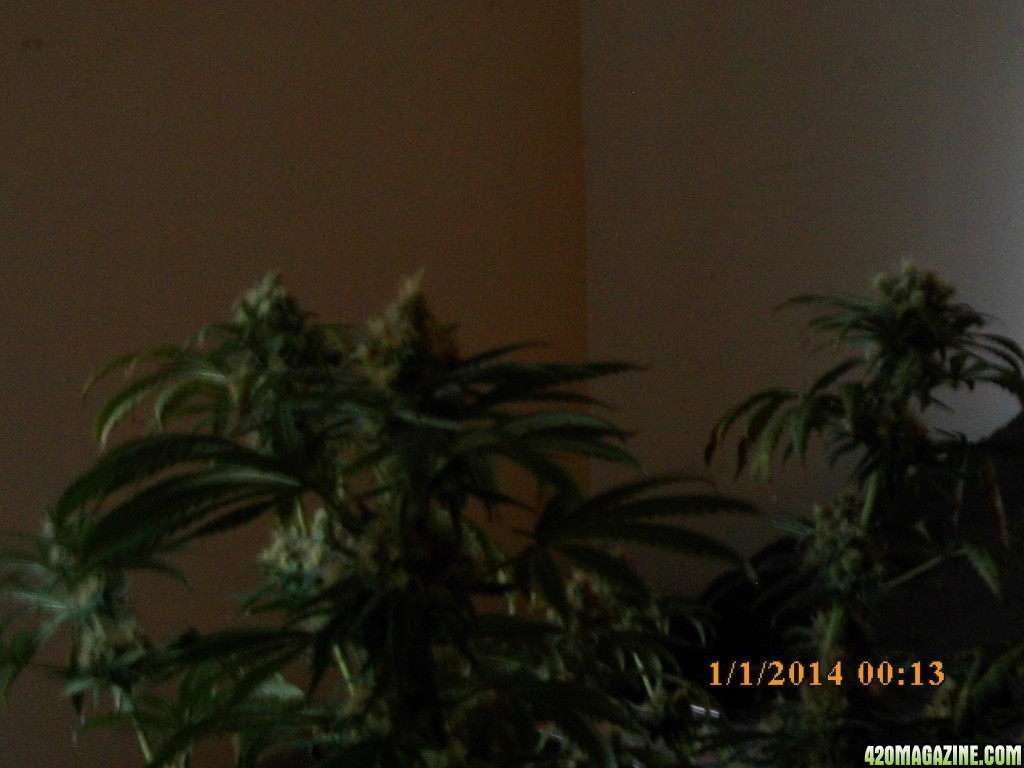 1 o.g. kush harvested