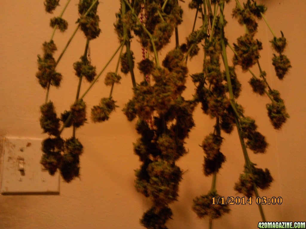 1 o.g. kush harvested