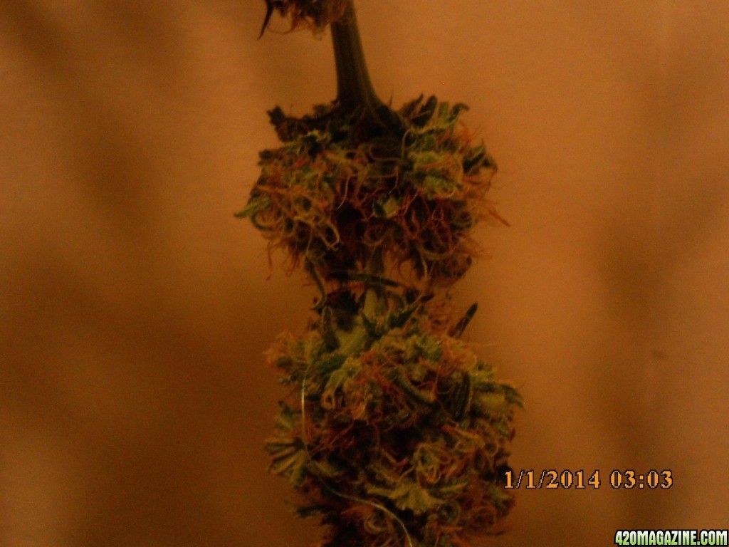 1 o.g. kush harvested