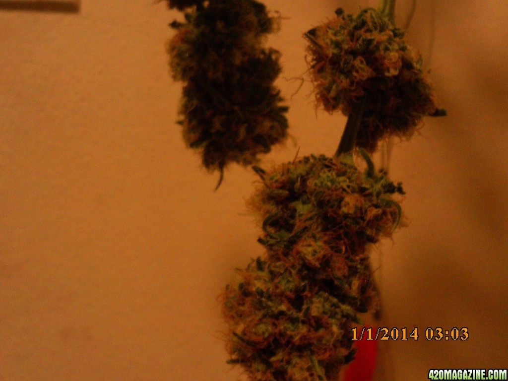 1 o.g. kush harvested