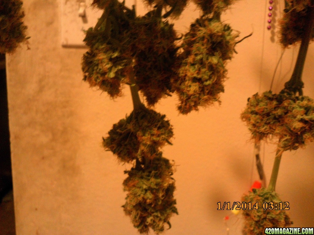 1 o.g. kush harvested