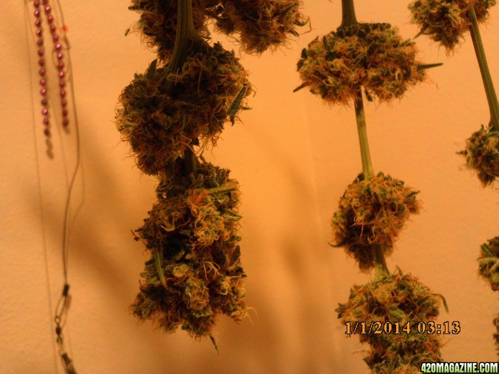 1 o.g. kush harvested