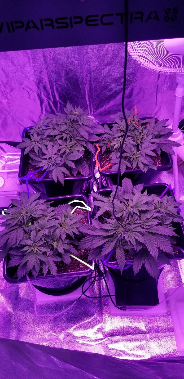 1 week after start of lst.jpg