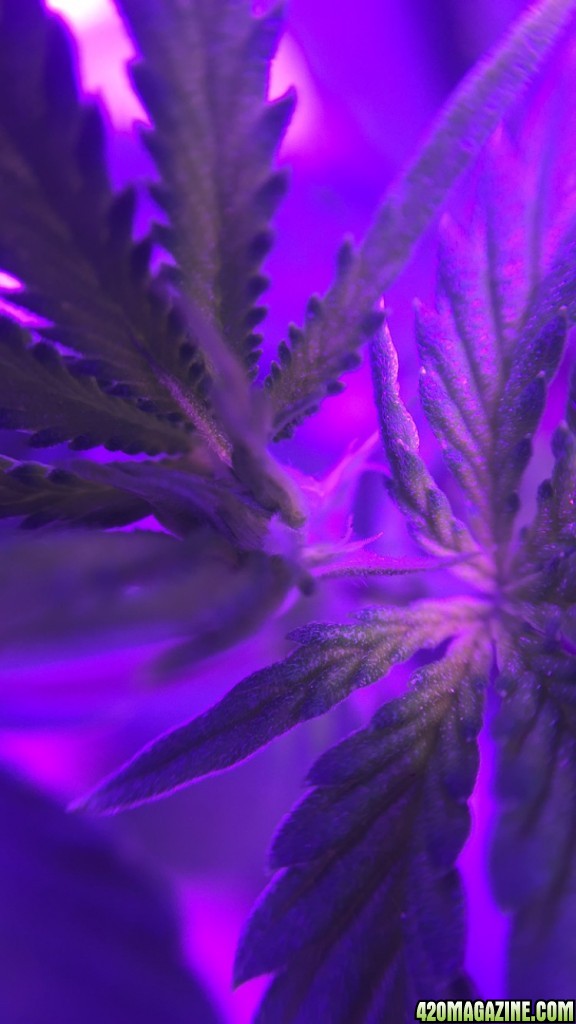 1 week into flower