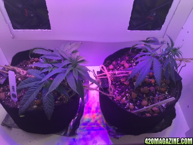 1 week into flower